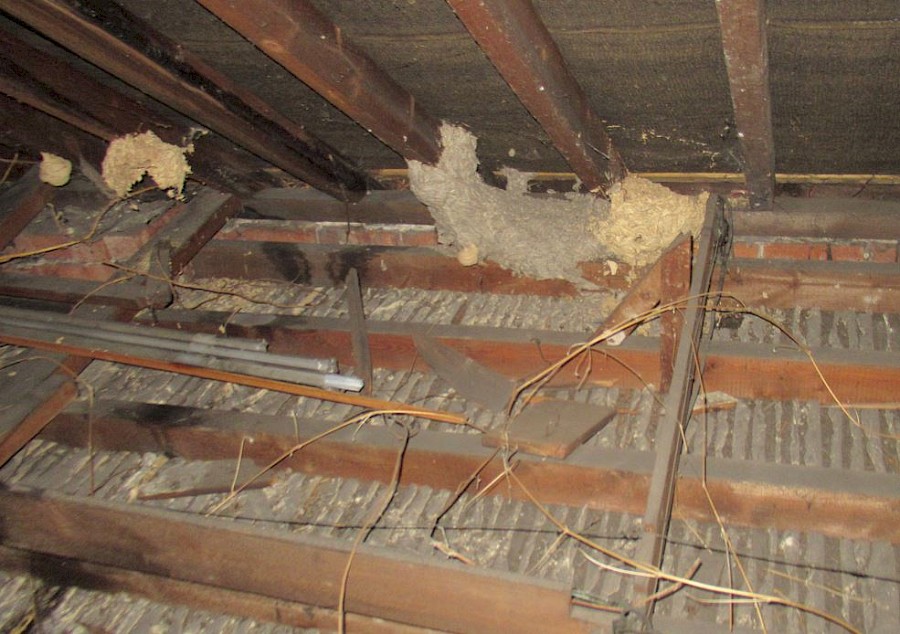 Ceiling Joist Feature Image